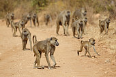 Yellow Baboon herd West Tsavo Kenya