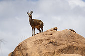 Klipspringer (Oreotragus oreotragus) on the top of a rock, West Tsavo, Kenya