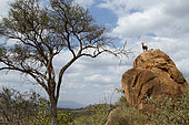 Klipspringer (Oreotragus oreotragus) on the top of a rock, West Tsavo, Kenya