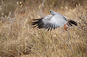 Eastern Chanting Goshawk (Melierax poliopterus) taking off and holding a snake, West Tsavo Kenya
