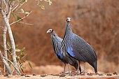 Vulturine Guineafowls (Acryllium vulturinum) on ground, West Tsavo, Kenya