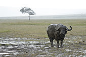 Cape buffalo (Syncerus caffer) covered with mud in the rain, Masai Mara, Kenya