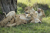Lion (Panthera leo) lionesses and suckling cubs, Masai Mara, Kenya