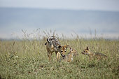 Black-backed jackals (Canis mesomelas) adult and 2 cubs, Masai Mara, Kenya