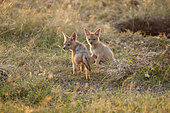 Black-backed jackal (Canis mesomelas) young in savanna, Masai Mara, Kenya