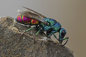 Cuckoo wasp (Chrysis marginata aliunda), Tourrette-Levens, Alpes-Maritimes, France.
