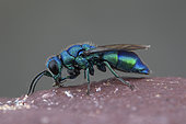 Cuckoo wasp (Chrysis indigotea), La Bollène-Vésubie, Alpes-Maritimes, France.