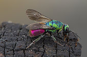 Cuckoo Wasp (Hedychrum longicolle), Tourrette-Levens, Alpes-Maritimes, France.