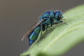 Cuckoo wasp (Chrysis indigotea), La Bollène-Vésubie, Alpes-Maritimes, France.