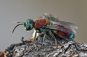 Ruby-tailed wasp (Chrysis viridula), Cayolle pass, Alps, France