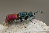 Cuckoo wasp (Chrysis radians), Cayolle pass, Alps, France
