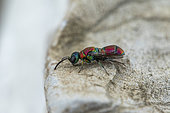 Cuckoo wasp (Chrysis cortii), Cayolle pass, Alps, France