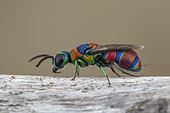 Cuckoo wasp (Chrysis semicincta), Aix en Provence, France