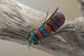 Cuckoo wasp (Chrysis semicincta), Aix en Provence, France