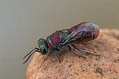 Cuckoo wasp (Chrysis andradei), Soria, Spain