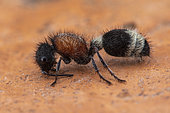 Velvet Ant (Stenomutilla argentata)Soria, Spain)