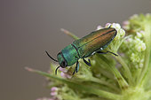 Jewel beetle (Anthaxia cichorii), Soria, Spain