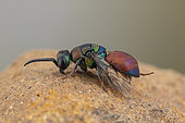 Cuckoo wasp (Hedychridium chloropygum), Soria, Spain