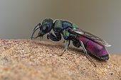 Cuckoo wasp (Chrysis emarginatula), female, Soria, Spain