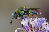 Cuckoo wasp (Parnopes grandior), Soria, Spain