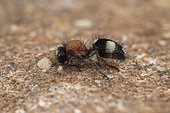Velvet ant (Dasylabris iberica), Soria, Spain