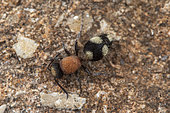 Velvet ant (Dasylabris iberica), Soria, Spain