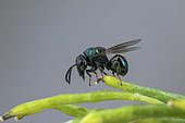 Perilampid Wasp (Perilampus nitens), Soria, Spain
