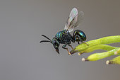 Perilampid Wasp (Perilampus nitens), Soria, Spain