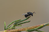 Perilampid Wasp (Perilampus tristis), Soria, Spain