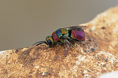 Cuckoo wasp (Hedychridium vachali), Soria, Spain