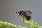 Cuckoo wasp (Holopyga calida = gogorzae), Soria, Espagne