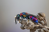 Cuckoo wasp (Chrysis semicincta), Soria, Spain