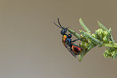 Cuckoo wasp (Philoctetes micans), Soria, Spain