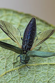 Beech splendour beetle (Agrilus viridis), Fontaine la Mallet, Normandy, France