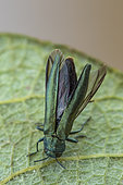 Beech splendour beetle (Agrilus viridis), Fontaine la Mallet, Normandy, France