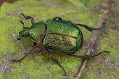 Noble chafer (Gnorimus nobilis), Fontaine la Mallet, Normandy, France