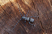 Alpine Longhorn beetle (Rosalia alpina) male on wood, Aubagne, France