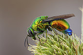 Large Cuckoo wasp (Stilbum cyanurum), Camargue, France
