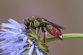 Cuckoo wasp (Parnopes grandior), Clermont-Ferrand, France