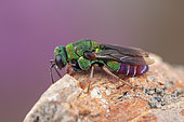 Cuckoo wasp (Parnopes grandior), Clermont-Ferrand, France