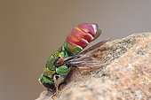 Cuckoo wasp (Parnopes grandior), Clermont-Ferrand, France