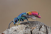Cuckoo wasp (Chrysura refulgens), Drome, France