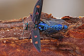 Metallic wood borer (Chrysobothris chrysostigma), Drome, France
