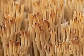 Artomyces pyxidatus (Artomyces pyxidatus) on dead wood, inedible, rare, Mönchbruch Nature Reserve, Groß-Gerau, Hesse, Germany, Europe