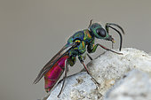 Ruby-tailed wasp (Chrysis ruddii) on rock, Cayolle Pass, Alps, France