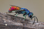 Cuckoo wasp (Chrysis analis), Aix en Provence, France
