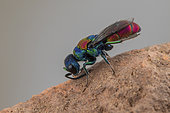 Cuckoo Wasp (Chrysis gribodoi), Soria, Espagne