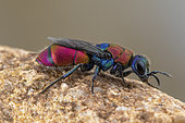 Cuckoo Wasp (Chrysis pyrophana), female, Soria, Spain