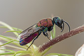 Cuckoo wasp (Chrysis ramburi) Soria, Spain