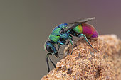 Cuckoo wasp (Chrysis peninsularis) male, Soria, Spain